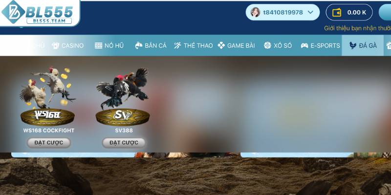 Một vài mẹo nhỏ giúp chơi đá gà BL555 hiệu quả hơn